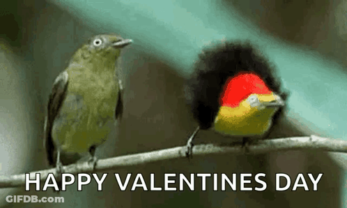 Two Birds Are Perched On A Branch With The Words `` Happy Valentines Day '' Written On The Bottom . GIF