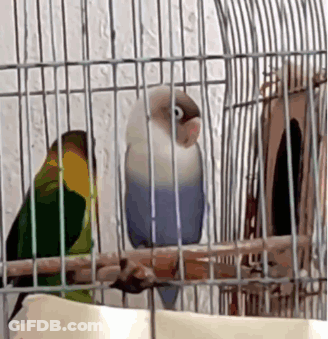 Two Birds Are Sitting In A Cage And One Of Them Is Blue GIF