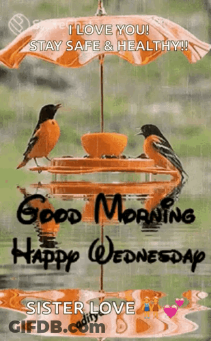 Two Birds Are Sitting On A Bird Feeder Under An Umbrella . GIF