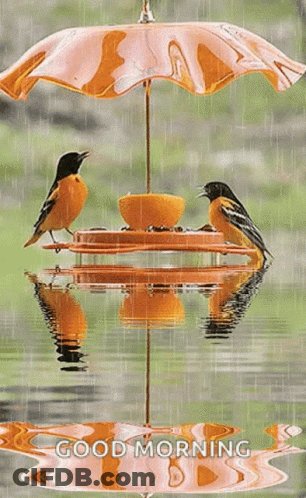 Two Birds Are Sitting On A Feeder Under An Umbrella In The Rain . GIF