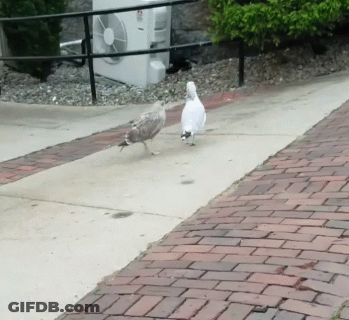 Two Birds Are Walking On A Sidewalk Next To A White Fan GIF
