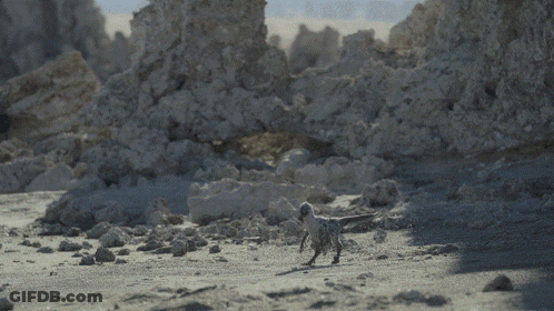 Two Birds Flying Over Sandy Beach GIF