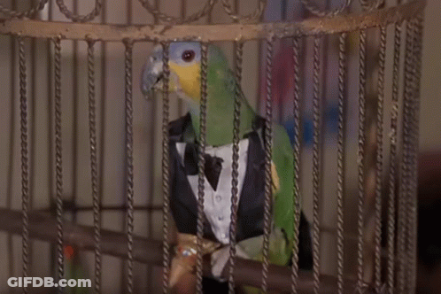 Two Birds In A Cage With The Word Do Not Enter On The Wall GIF