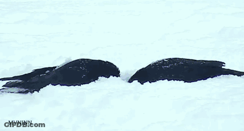 Two Birds In Snow MVNinn GIF