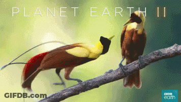 Two Birds On A Branch With Planet Earth Ii Written On The Bottom GIF