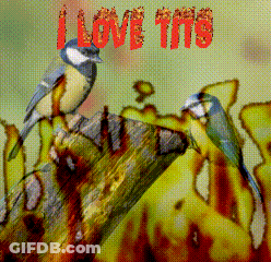Two Birds On Tree Stump Saying I Love Tits GIF