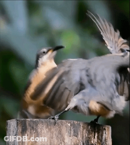 Two Birds On Tree Stump Wings Outstretched GIF