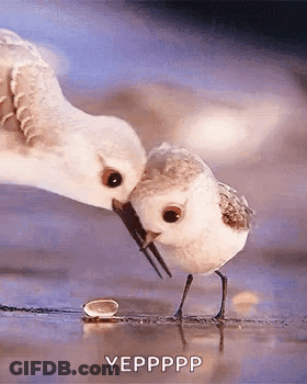 Two Birds One With Something In Beak GIF