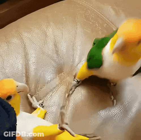 Two Birds Sitting On Leather Couch Yellow And Green Beaks GIF