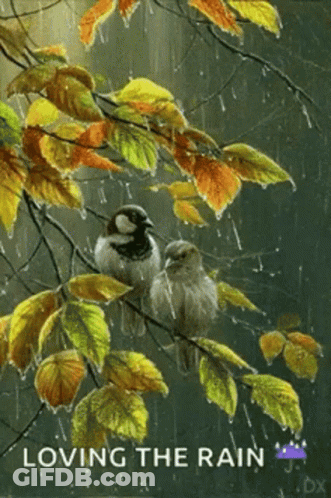 Two Birds Sitting On Tree Branch In Rain GIF