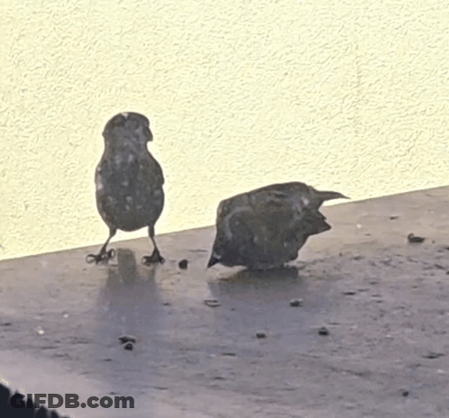 Two Birds Standing On Ledge GIF