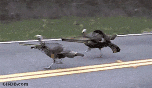 Two Birds Walking Down Road One Has Number 11 GIF