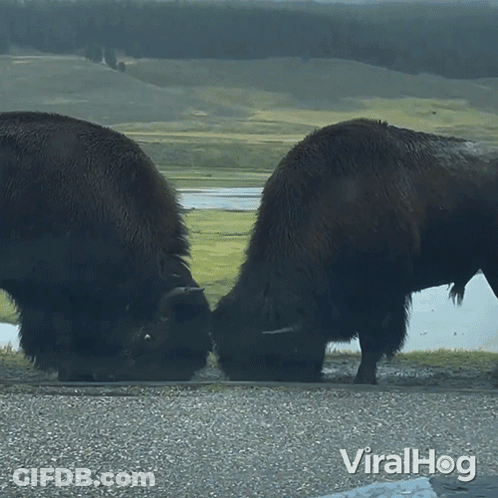 Two Bison On Roadside Viralhog GIF