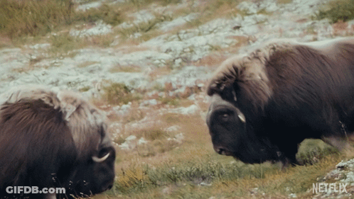 Two Bison Standing In Grassy Field With Netflix GIF