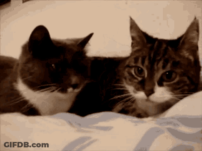Two Black And White Cats Snuggling GIF