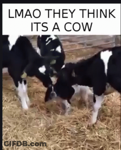 Two Black And White Cows Together GIF