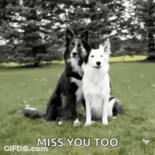 Two Black And White Dogs Sitting In Grass GIF