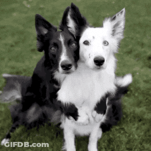 Two Black And White Dogs Standing In Grass GIF