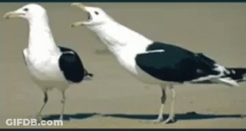 Two Black And White Seagulls Are Standing On A Sandy Beach GIF