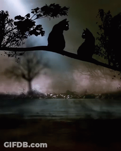 Two Black Cats Are Sitting On A Tree Branch GIF