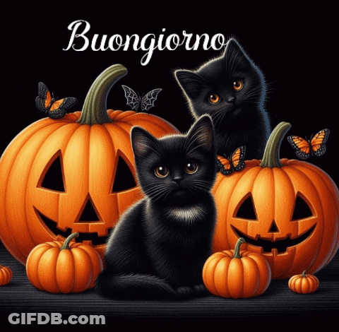 Two Black Cats Sitting Beside Halloween Pumpkins Buongiorno GIF