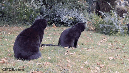 Two Black Cats Sitting In Grass Looking At Camera GIF