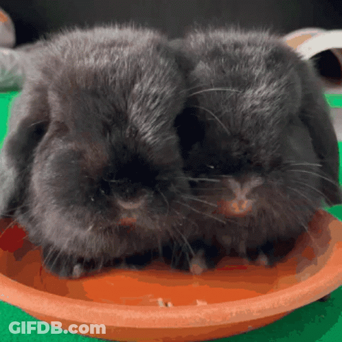 Two Black Rabbits Sitting On Brown Bowl GIF