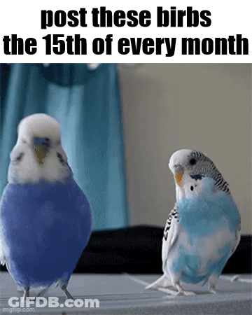 Two Blue And White Parakeets Are Standing Next To Each Other With The Caption " Post These Birbs The 15Th Of Every Month GIF