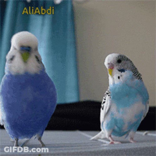 Two Blue And White Parakeets Are Standing Next To Each Other With The Name Aliabdi On The Bottom Right GIF