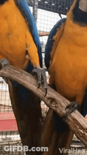 Two Blue And Yellow Parrots Are Perched On A Branch . GIF