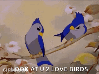 Two Blue Birds Are Perched On A Tree Branch And Looking At Each Other . GIF