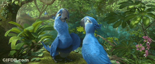 Two Blue Birds Standing In Forest GIF