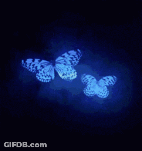 Two Blue Butterflies Flying With Glowing Wings In Dark GIF