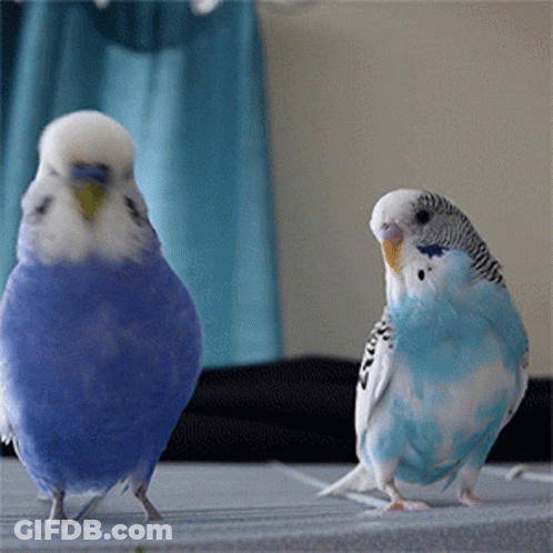 Two Blue Parakeets Are Standing Next To Each Other GIF