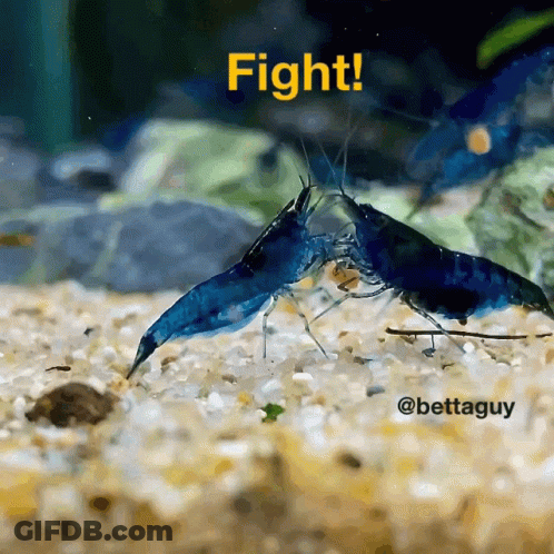 Two Blue Shrimp Fighting Fight GIF