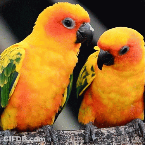 Two Brightly Colored Birds Are Sitting Next To Each Other GIF