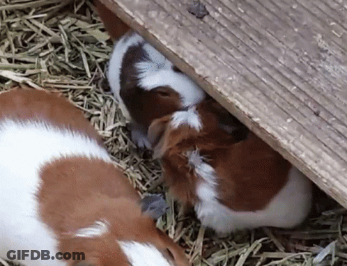 Two Brown And White Guinea Pigs Laying GIF