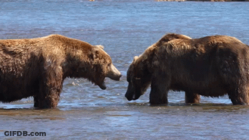Two Brown Bears Standing In Water Looking At Each Other GIF