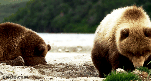 Two Brown Bears Walking On Rocky Beach GIF