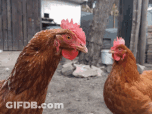 Two Brown Chickens Next To Each Other GIF