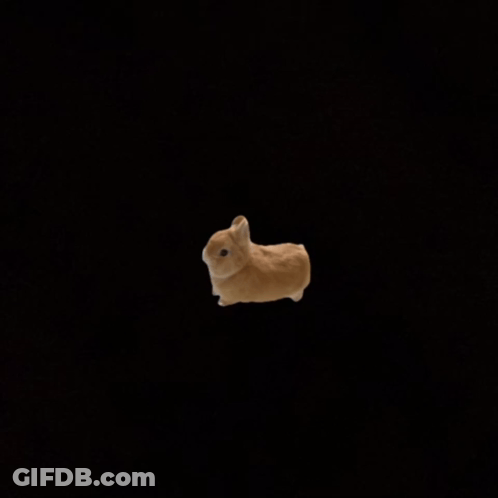 Two Brown Rabbits Standing Together GIF