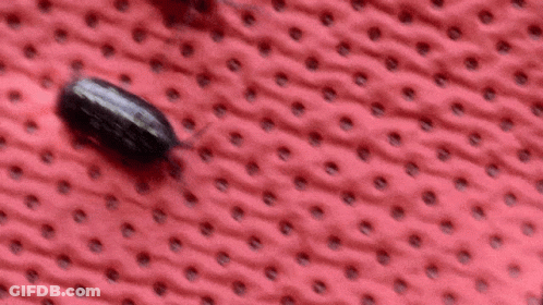 Two Bugs Are Crawling On A Red Surface With Dots GIF