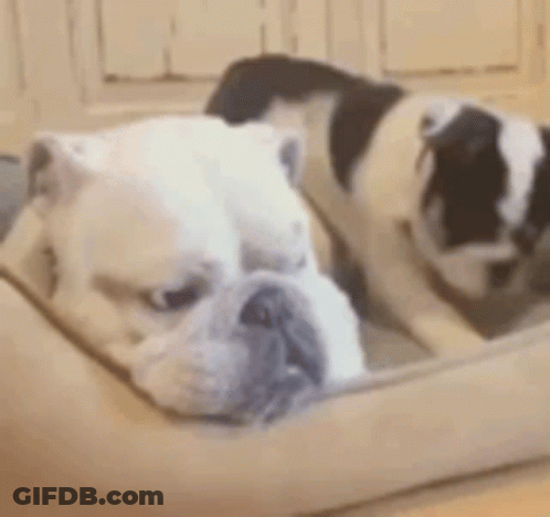 Two Bulldogs Laying In Bed GIF