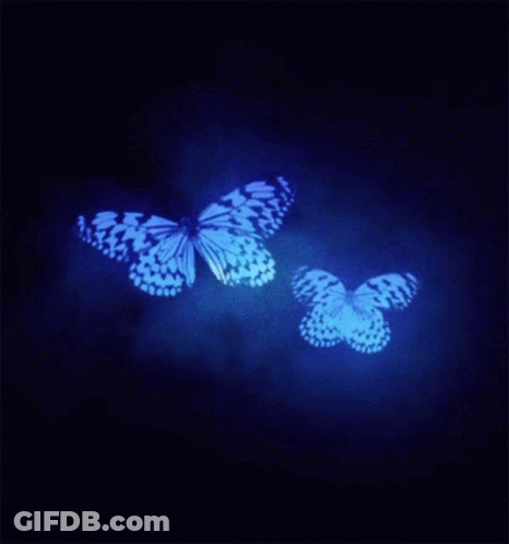 Two Butterflies Are Flying In The Dark And One Is Blue GIF
