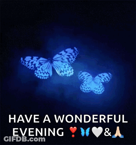 Two Butterflies Have A Wonderful Evening GIF