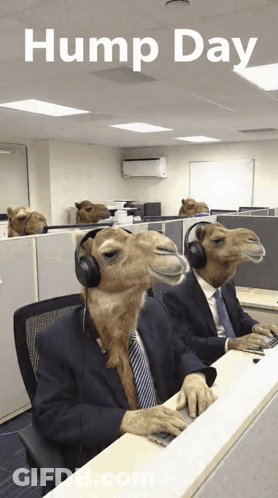 Two Camels In Suits And Headphones GIF