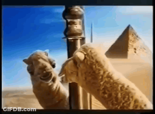 Two Camels Standing Next To Pyramid In Desert GIF