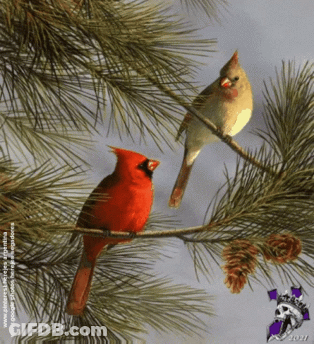 Two Cardinals On Pine Branch 2007 GIF