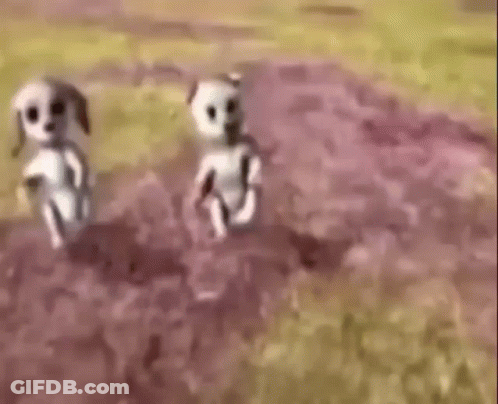 Two Cartoon Dogs Are Walking In A Field . GIF