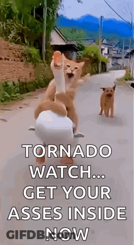 Two Cats And A Dog Are Riding A Scooter Down A Street With The Caption Tornado Watch Get Your Asses Inside Now . GIF